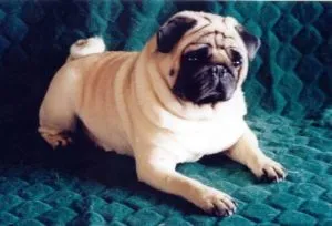 Pugs jellemző a fajtára, leírás, gondozás és etetés, különösen a tartalom, jellege,
