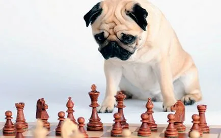 Pug - minden, ami a kutyafajta