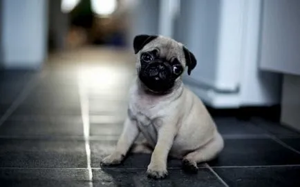 Pugs gondozás és etetés