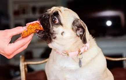 Pug - minden, ami a kutyafajta