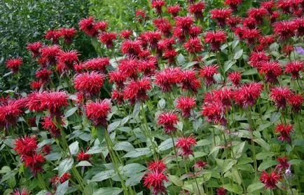 Monarda - a legfontosabb dolog a növényfajták, egyre nagyobb a mag, ültetés és gondozás a szabadban (a növény) Monarda - a legfontosabb dolog a növényfajták, egyre nagyobb a mag, ültetés és gondozás a nyílt terepen