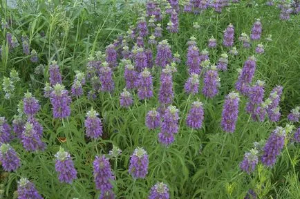 Monarda - a legfontosabb dolog a növényfajták, egyre nagyobb a mag, ültetés és gondozás nyílt földön (mag) Monarda - a legfontosabb dolog a növényfajták, egyre nagyobb a mag, ültetés és gondozás a nyílt terepen