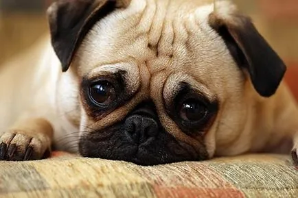 Pug - egy leírást a fajta