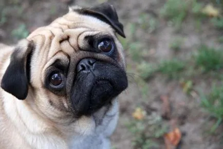 Pugs gondozás és etetés