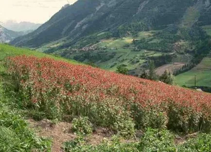 Monarda hasznos és terápiás tulajdonságokkal, kár, olaj, ültetés és gondozása (tulajdonságok) Monarda hasznos és terápiás tulajdonságait, kár, olaj, ültetés és gondozás