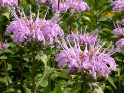 Monarda - a legfontosabb dolog a növényfajták, egyre nagyobb a mag, ültetés és gondozás a nyílt területen (Monarda növekvő magról) Monarda - a legfontosabb dolog a növényfajták, egyre nagyobb a mag, ültetés és gondozás a nyílt terepen