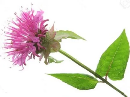 Monarda hasznos és terápiás tulajdonságokkal, kár, olaj, ültetés és gondozás (Monarda) Monarda hasznos és terápiás tulajdonságait, kár, olaj, ültetés és gondozás