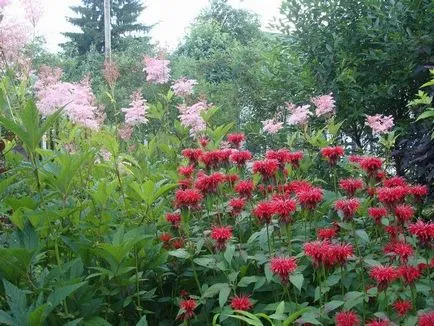 Monarda - a legfontosabb dolog a növényfajták, egyre nagyobb a mag, ültetés és gondozás a szabadban (a növény) Monarda - a legfontosabb dolog a növényfajták, egyre nagyobb a mag, ültetés és gondozás a nyílt terepen