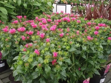 Monarda - a legfontosabb dolog a növényfajták, egyre nagyobb a mag, ültetés és gondozás a nyílt területen (művelés) Monarda - a legfontosabb dolog a növényfajták, egyre nagyobb a mag, ültetés és gondozás a nyílt terepen
