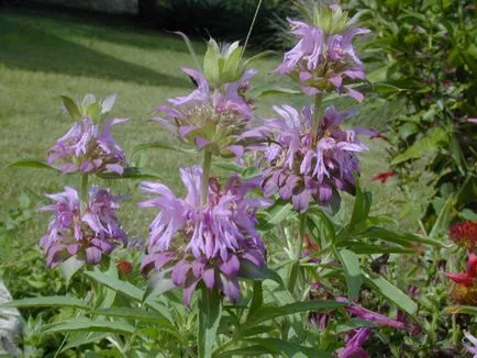Monarda - a legfontosabb dolog a növényfajták, egyre nagyobb a mag, ültetés és gondozás a szabadban (a növény) Monarda - a legfontosabb dolog a növényfajták, egyre nagyobb a mag, ültetés és gondozás a nyílt terepen