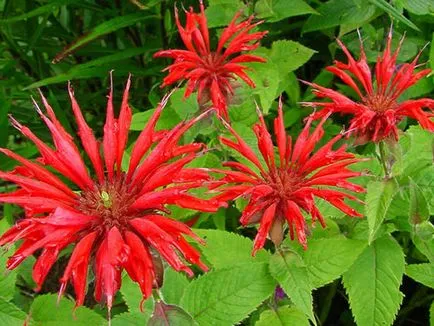 Monarda - a legfontosabb dolog a növényfajták, egyre nagyobb a mag, ültetés és gondozás a nyílt területen (Monarda ültetés és az ellátás szabadföldi) Monarda - a legfontosabb dolog a növényfajták, egyre nagyobb a mag, ültetés és gondozás a nyílt terepen