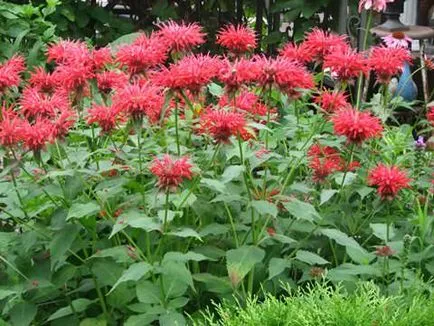 Monarda - ültetés és gondozás, használja a kerttervezés (alkalmazás) Monarda - ültetés és gondozás, használja a tereprendezés