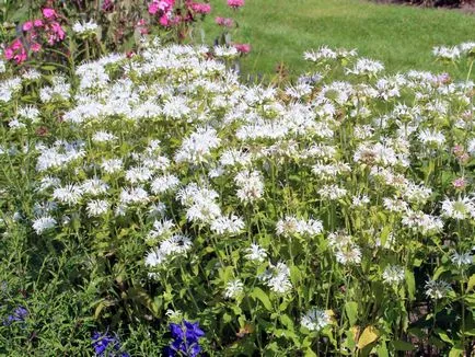 Monarda - a legfontosabb dolog a növényfajták, egyre nagyobb a mag, ültetés és gondozás a szabadban (a növény) Monarda - a legfontosabb dolog a növényfajták, egyre nagyobb a mag, ültetés és gondozás a nyílt terepen