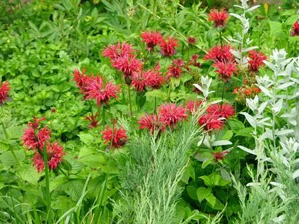 Monarda - a legfontosabb dolog a növényfajták, egyre nagyobb a mag, ültetés és gondozás a nyílt területen (művelés) Monarda - a legfontosabb dolog a növényfajták, egyre nagyobb a mag, ültetés és gondozás a nyílt terepen