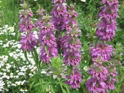 Monarda - a legfontosabb dolog a növényfajták, egyre nagyobb a mag, ültetés és gondozás a nyílt területen (Monarda növekvő magról) Monarda - a legfontosabb dolog a növényfajták, egyre nagyobb a mag, ültetés és gondozás a nyílt terepen