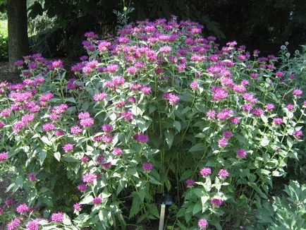 Monarda - a legfontosabb dolog a növényfajták, egyre nagyobb a mag, ültetés és gondozás a nyílt területen (fajták) Monarda - a legfontosabb dolog a növényfajták, egyre nagyobb a mag, ültetés és gondozás a nyílt terepen