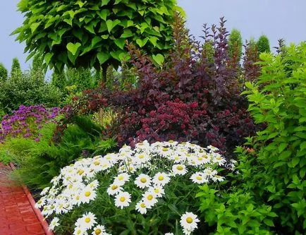Monarda - a legfontosabb dolog a növényfajták, egyre nagyobb a mag, ültetés és gondozás a szabadban (a növény) Monarda - a legfontosabb dolog a növényfajták, egyre nagyobb a mag, ültetés és gondozás a nyílt terepen