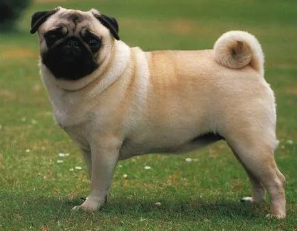 Pug - egy leírást a fajta