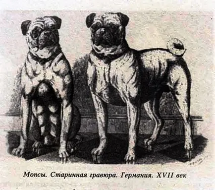 Pug - minden, ami a kutyafajta