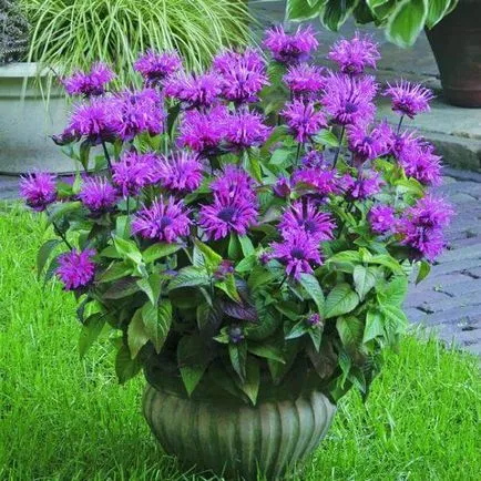 Monarda - a legfontosabb dolog a növényfajták, egyre nagyobb a mag, ültetés és gondozás a nyílt területen (Monarda növény) Monarda - a legfontosabb dolog a növényfajták, egyre nagyobb a mag, ültetés és gondozás a nyílt terepen