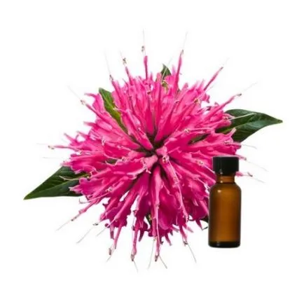 Monarda hasznos és terápiás tulajdonságokkal, kár, olaj, telepítése és karbantartása (olaj) Monarda hasznos és terápiás tulajdonságait, kár, olaj, ültetés és gondozás