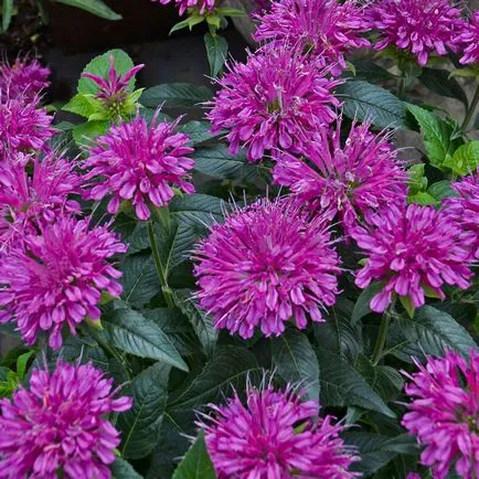 Monarda - a legfontosabb dolog a növényfajták, egyre nagyobb a mag, ültetés és gondozás a nyílt területen (Monarda növekvő magról) Monarda - a legfontosabb dolog a növényfajták, egyre nagyobb a mag, ültetés és gondozás a nyílt terepen