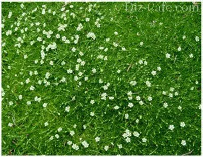 Sagina subulata hogyan nőnek gyep ír moha (pearlwort) Sagina subulata hogyan növekszik a gyep ír moha