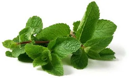 Mint hasznos tulajdonságok és ellenjavallatok (hasznos) Menta, hasznos tulajdonság és ellenjavallatok