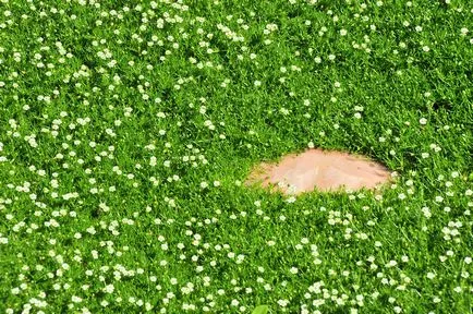 Sagina subulata (ír moszat), hogyan növekszik és ellátás (30 fotó) (ír) Sagina subulata (ír moszat), hogyan növekszik és ellátás (30 fotó)