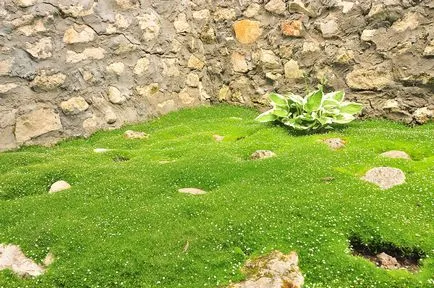 Sagina subulata (ír moszat), hogyan növekszik és ellátás (30 fotó) (pearlwort) Sagina subulata (ír moszat), hogyan növekszik és ellátás (30 fotó)