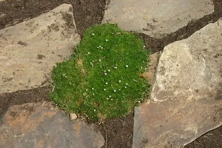 Sagina subulata (ír moszat), hogyan növekszik és ellátás (30 fotó) (ír) Sagina subulata (ír moszat), hogyan növekszik és ellátás (30 fotó)