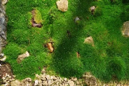 Sagina subulata - termesztés, gondozás értékelés (Sagina subulata) Sagina subulata - termesztés, gondozás vélemények