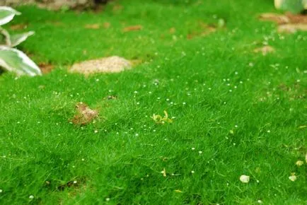 Sagina subulata - termesztés, gondozás értékelés (pearlwort) Sagina subulata - termesztés, gondozás vélemények