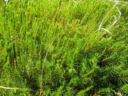 Moss Kukushkin len