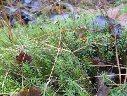 Moss Kukushkin len