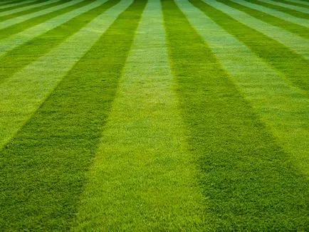 Sagina subulata (ír moszat), hogyan növekszik és ellátás (30 fotó) (pearlwort) Sagina subulata (ír moszat), hogyan növekszik és ellátás (30 fotó)