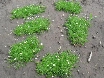 Sagina subulata fotó, termesztés, ültetés és gondozás