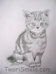 Rajzolj egy cica fokozatosan, a kreativitás - ilyen az élet!