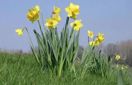 Narcissus - ültetés és gondozása virág a kertben (közben a könyvjelző rügyek) Narcissus - ültetés és gondozása virág a kertben