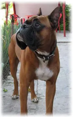 Boxer kutya képzés, fajta leírás (képzés) Boxer kutya képzés, fajta leírás