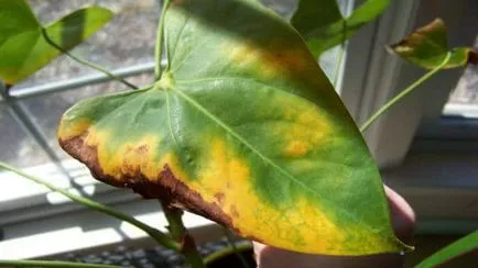 Nem Anthurium virágzik osvnovnye problémák