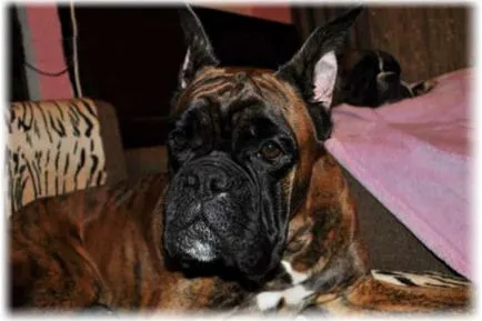 Boxer kutya képzés, fajta leírás (kutya boxer) Boxer kutya képzés, fajta leírás