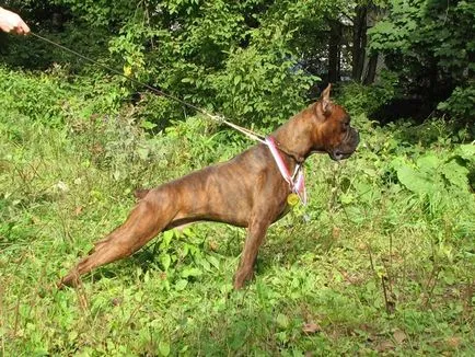 Boxer, a legkedvesebb őr