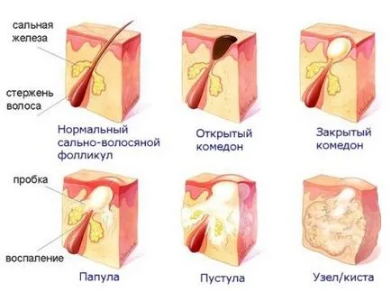 tudomány szépség