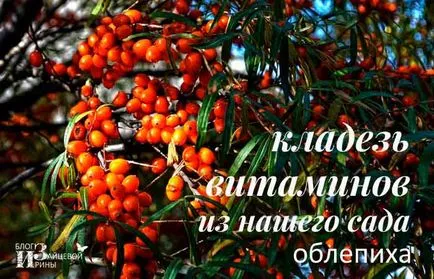 homoktövis olaj