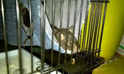 Beállítása az otthoni, hogy hozzon létre egy kis állat, mint egy patkány Cubby (rat) Beállítása az otthoni, hogy hozzon létre egy kis állat, mint egy patkány Cubby