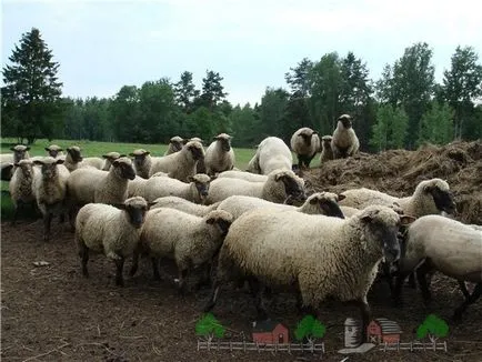 Áttekintés malacfajták a juhok és kecskék, azok leírása, képek és videó