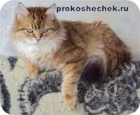 vörös macska