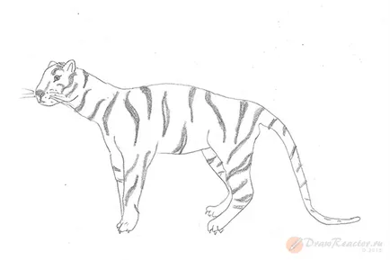 Ábra tigris - tanulságok levonása