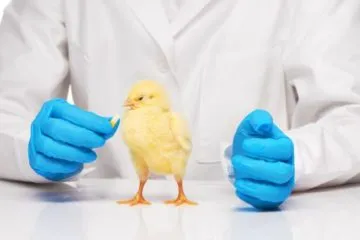 antibiotikum csirkék